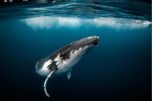 byron bay Humpback Whale