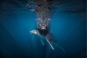 Humpback Whale Australia