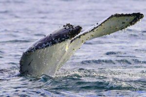 Humpback Whale Australia