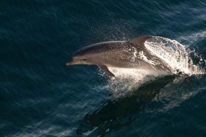 Dolphin Australia
