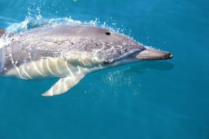 Dolphin Australia