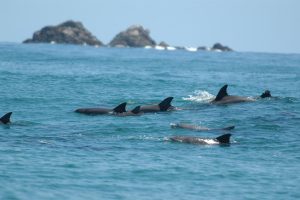 Byron and Beyond Dolphin Research Australia