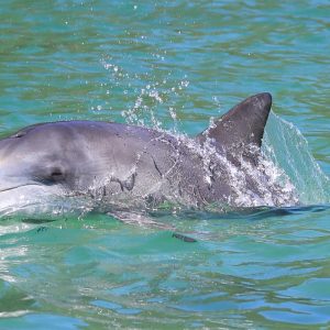 Dolphin Research Australia