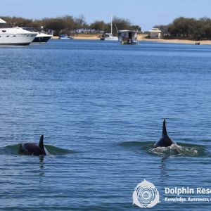 Dolphin Research Australia