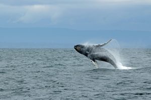 Whale Watching Byron Bay